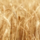 Wheat